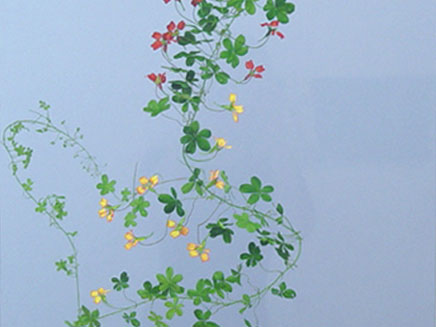 Tripaeolum Speciosum