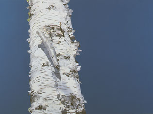 En Bjork (A Birch)