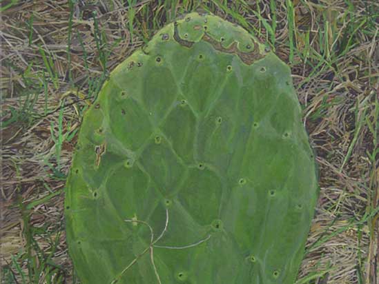 Cactus