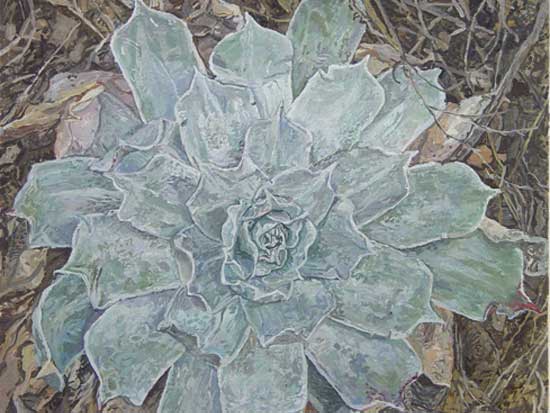 Desert Flower