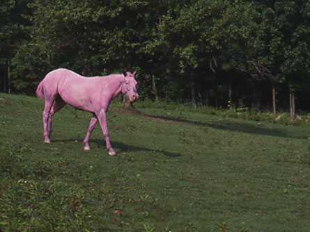 Painting Zelda Pink