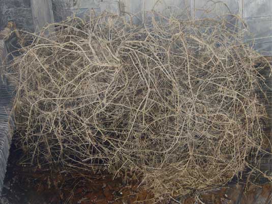 Tumbleweed